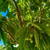 باغ-1000-متری-باصفا-در-مره-خونی-سردرود