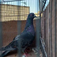 کبوتر