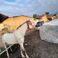 اسب ماده