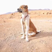 سرابی