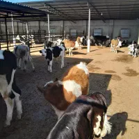 گوساله فروش