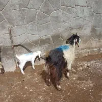 بز بزغاله نر