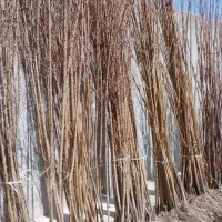 نهال درجه یک