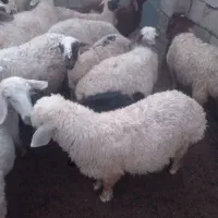 گوسفند