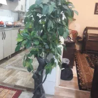 درختچه تزئنی