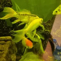 ماهی.کوی وگوارامی