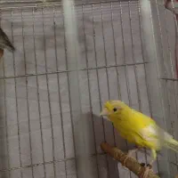 ماده قناری