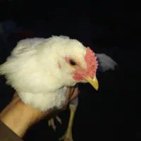 جوجه خروس گلین