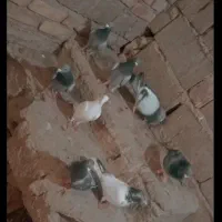 باسلام خدمت دوستان