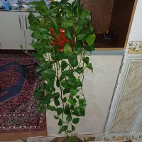 گل پتوس