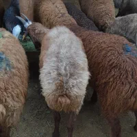 میش بره