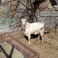 فروش یک راس نر بز سانن اصیل