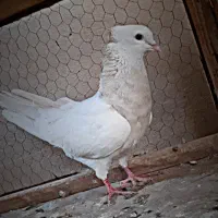 کبوتر ماده طوقی کرم خال سرکه عطیقه