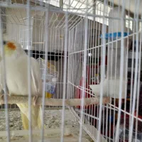 پرنده|پرنده|اصفهان, جی شیر|دیوار