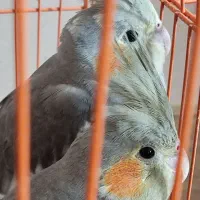 ۲عدد عروس هلندی ۲ماهه