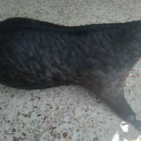 فروش خیگ
