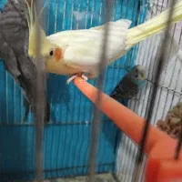 عروس هلندی و مرغ عشق