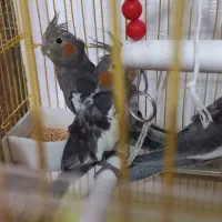 عروس هلندی سالم و سرحال