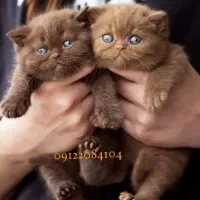 گربه چاکلت ناتلای واقعی و خوشمزه