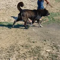 سگ سرابی گله ای
