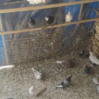 یه کله کفتر