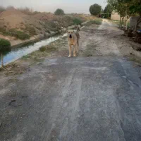 یک جفت توله نر سرابی یکساله