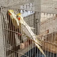 یک جفت لوتینو