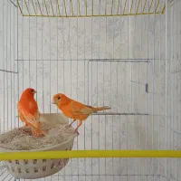 جفت قناری مولد رد فاکتور