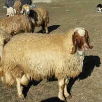 گوسفند