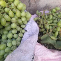 غوره|حراج|دورود, |دیوار