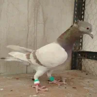 کبوتر سار 2عدد