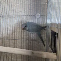 راهب