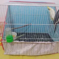 عروس هلندی جفت