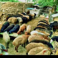 *فقط امروز*حَرّاآج دام زنده/بره نرینه/نصفگوشت خونی
