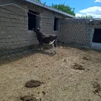 گوساله نر پای پروار خوش خوراک