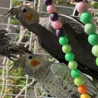 حراج عروس هلندی