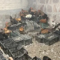 مرغ تخم گزار ،گلپایگانی،مرندی،گلین