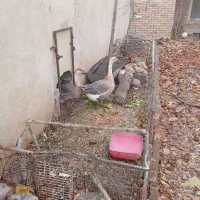 قوغاز اصیل مولد