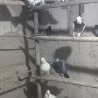 کفتر یا کبوتر پرشی ۳۰ عدد