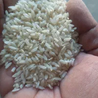 برنج  تازه سفید شده کرف