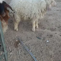 کوی گلدشت ارغوان یک