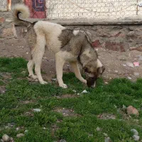 سگ۱۰ ماهه|سگ|مراغه, |دیوار