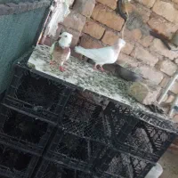 دو جفت طوقی با ۱تک نر