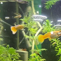 فروش انواع گوپی و مولی در سایزهای مختلف