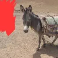 یک الاغ گوسفندی