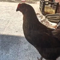 مرغ و خروس و جوج