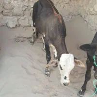جفت گوساله نر