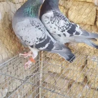 پلاکی مسابقه