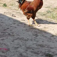 خروس
