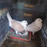 کبوتر. عروس هلندی